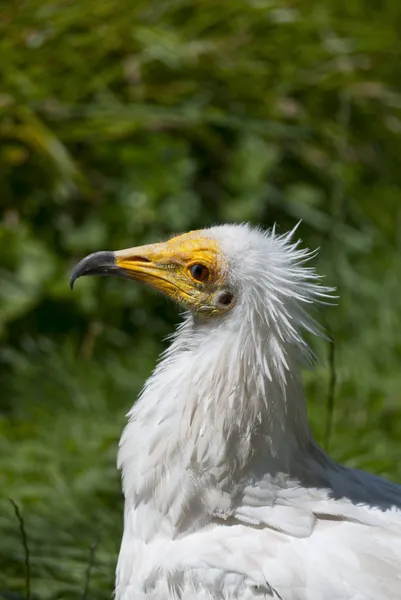 Egyptian Vulture — Stock Photo, Image