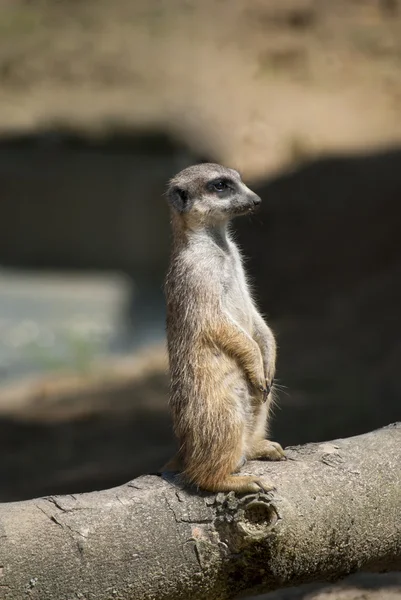 Erdmännchen — Stockfoto