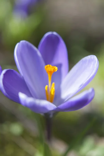 Lila krokus — Stockfoto