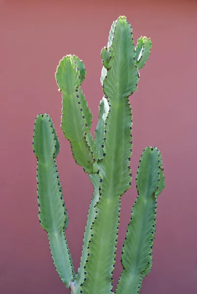 Euphorbia Cactus — Stock Photo, Image