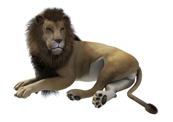 Liggande lejon — Stockfoto