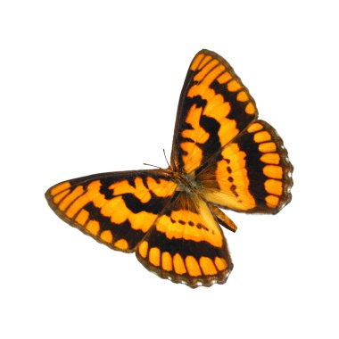 Damalı Kaptan