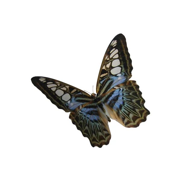 Clipper niebieski motyl — Zdjęcie stockowe