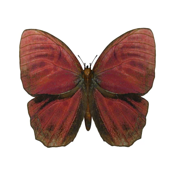 Coq rouge papillon — Photo