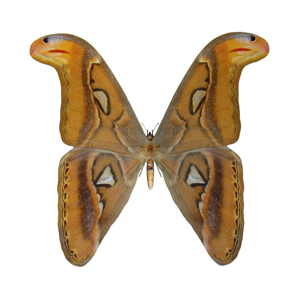 Atlas Moth — Stock Photo, Image