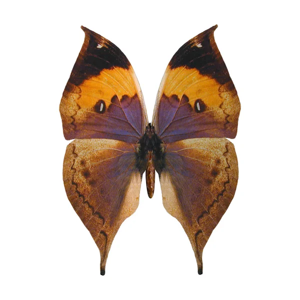 Indický list motýl — Stock fotografie
