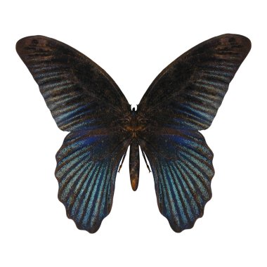 Mavi swallowtail kelebek