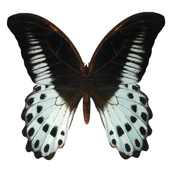 Marmeren Papilionidae vlinder — Stockfoto