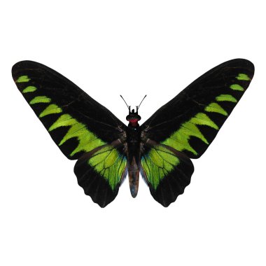 Raca Brooke'un Birdwing