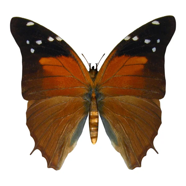 Russet Flipper Butterfly — Stock Photo, Image