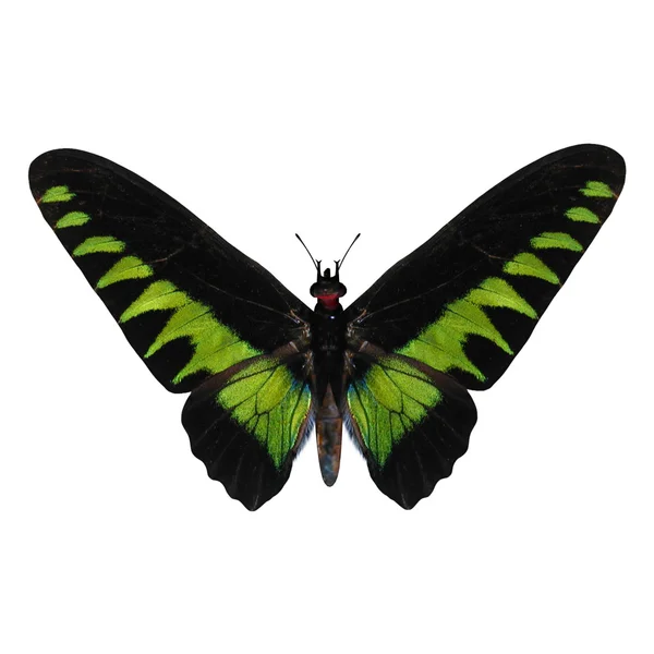 Raca Brooke'un Birdwing — Stok fotoğraf