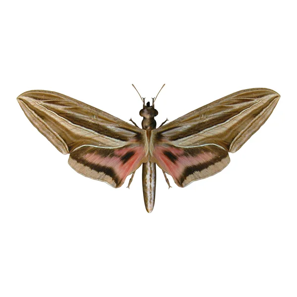 Stříbro proužkovaný jestřáb moth — Stock fotografie