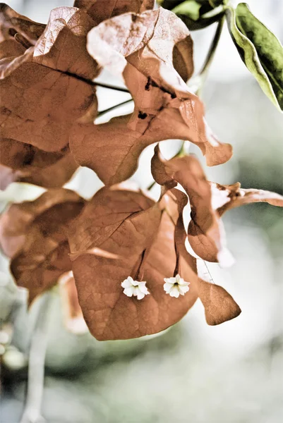 Rote Bougainvillea — Stockfoto