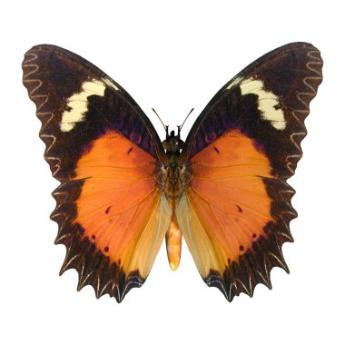 lacewing kelebek