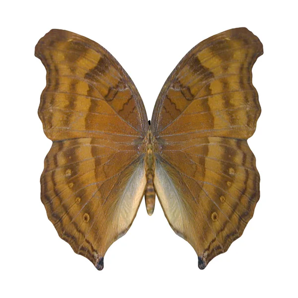 Beechwing motýl — Stock fotografie