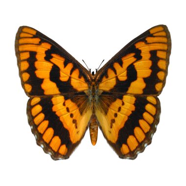 Damalı Kaptan