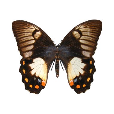 Orchard swallowtail kelebek