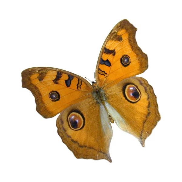 Łąka argus motyl — Zdjęcie stockowe