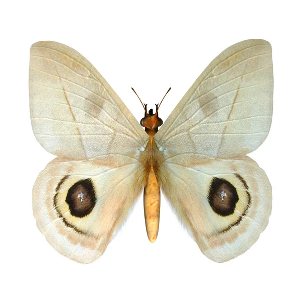 Peeping tom πεταλούδα — Φωτογραφία Αρχείου