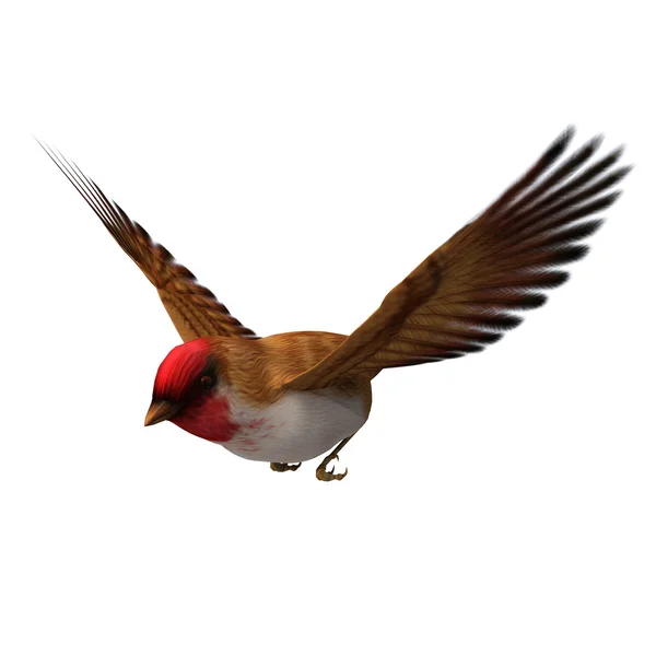 Scarlet Finch — Stockfoto