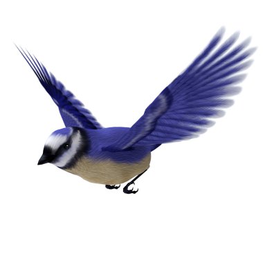Florida jay kuş