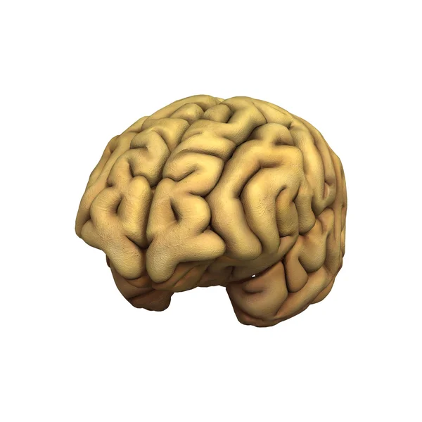 Cerebro —  Fotos de Stock