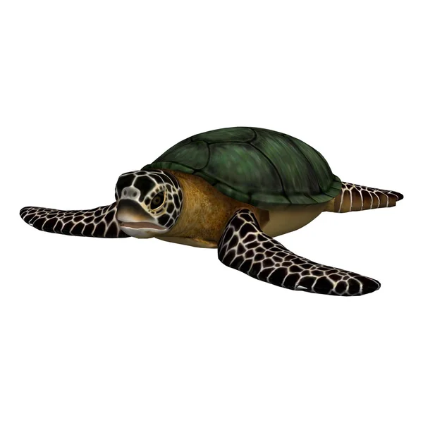 Żółw — Zdjęcie stockowe