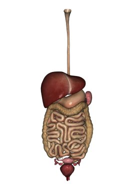 kadın sağlıklı bağırsak