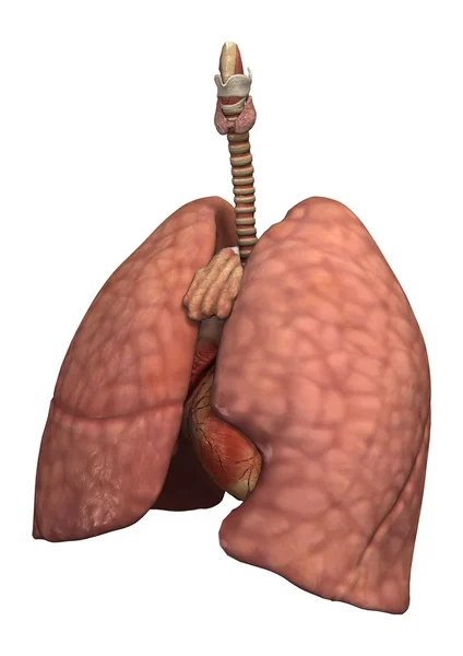 Healthy Women's Lungs — Stock Photo, Image