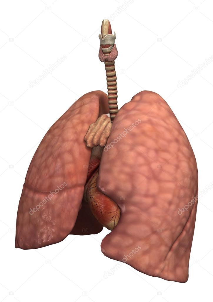 Healthy Women's Lungs