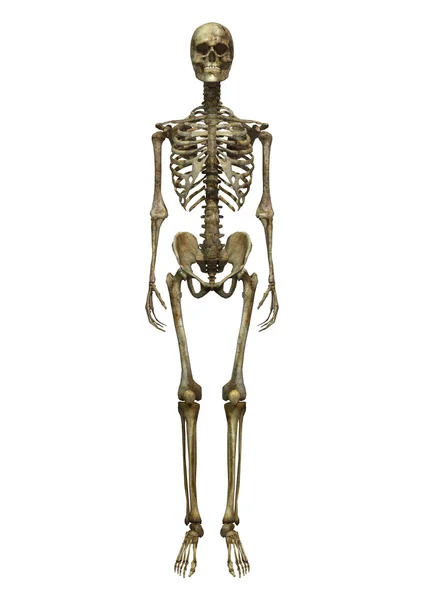 Esqueleto masculino — Foto de Stock