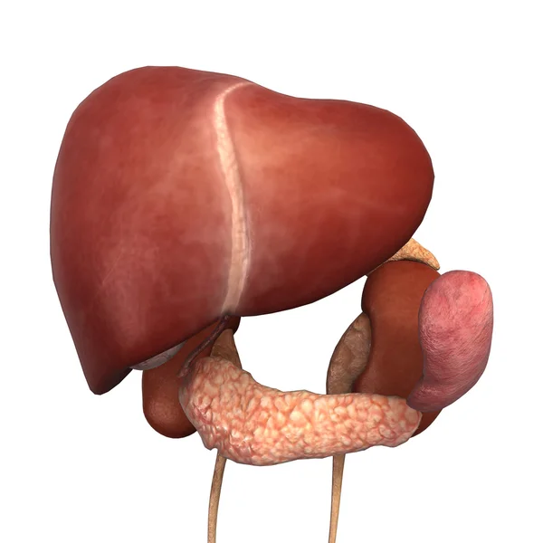 Healthy Human Liver — Stock Photo, Image