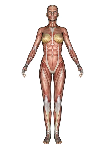 Postać kobiecej anatomii — Zdjęcie stockowe