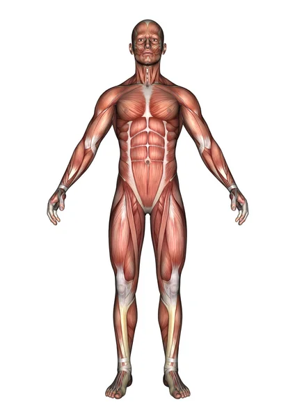Figura de anatomia masculina — Fotografia de Stock