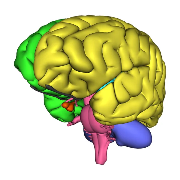 Diagrama do cérebro humano — Fotografia de Stock