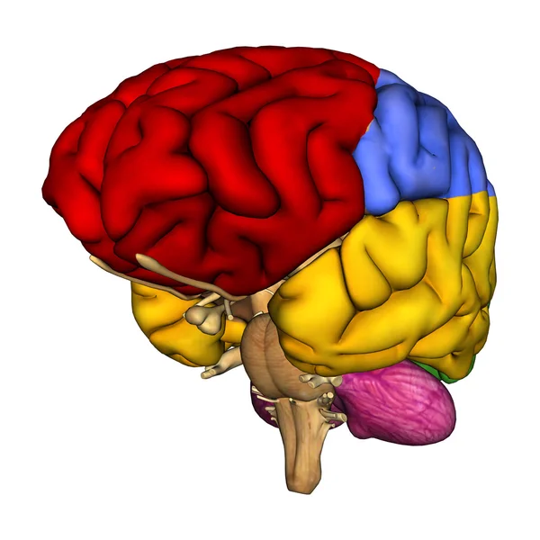 Диаграмма мозга человека — стоковое фото
