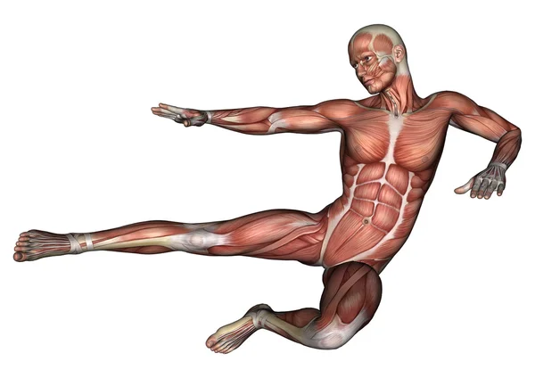 Rysunek męskiej anatomii — Zdjęcie stockowe