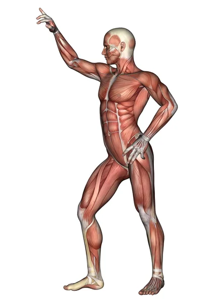 Mannelijke anatomie figuur — Stockfoto