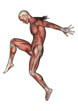erkek anatomisi şekil