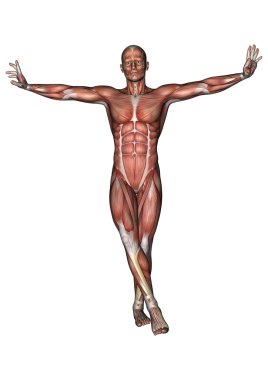 erkek anatomisi şekil