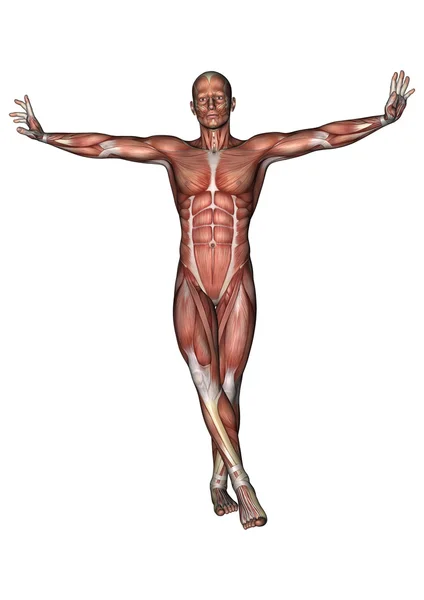 Erkek anatomisi şekil — Stok fotoğraf