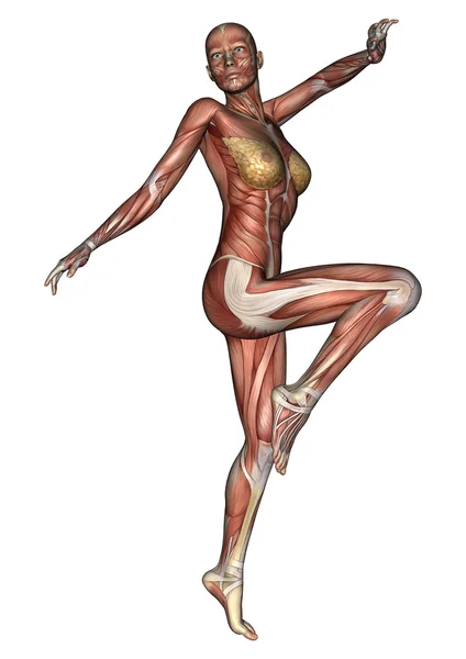 Figura anatomica femminile — Foto Stock