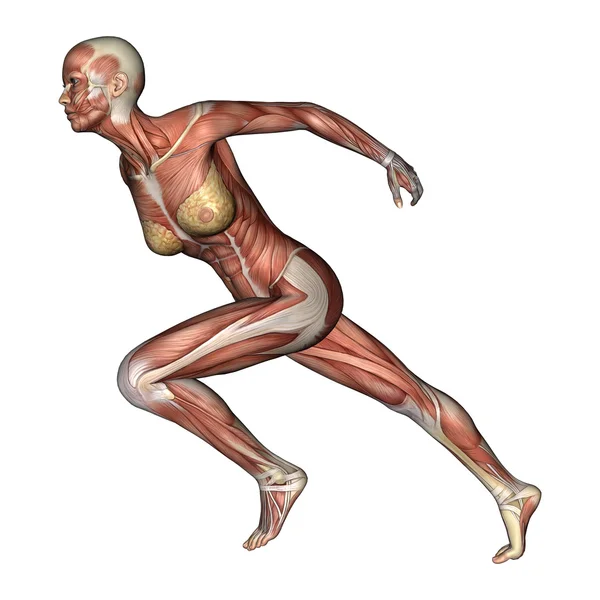 Vrouwelijke anatomie figuur — Stockfoto