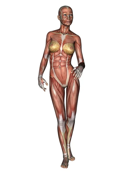 Figure d'anatomie féminine — Photo