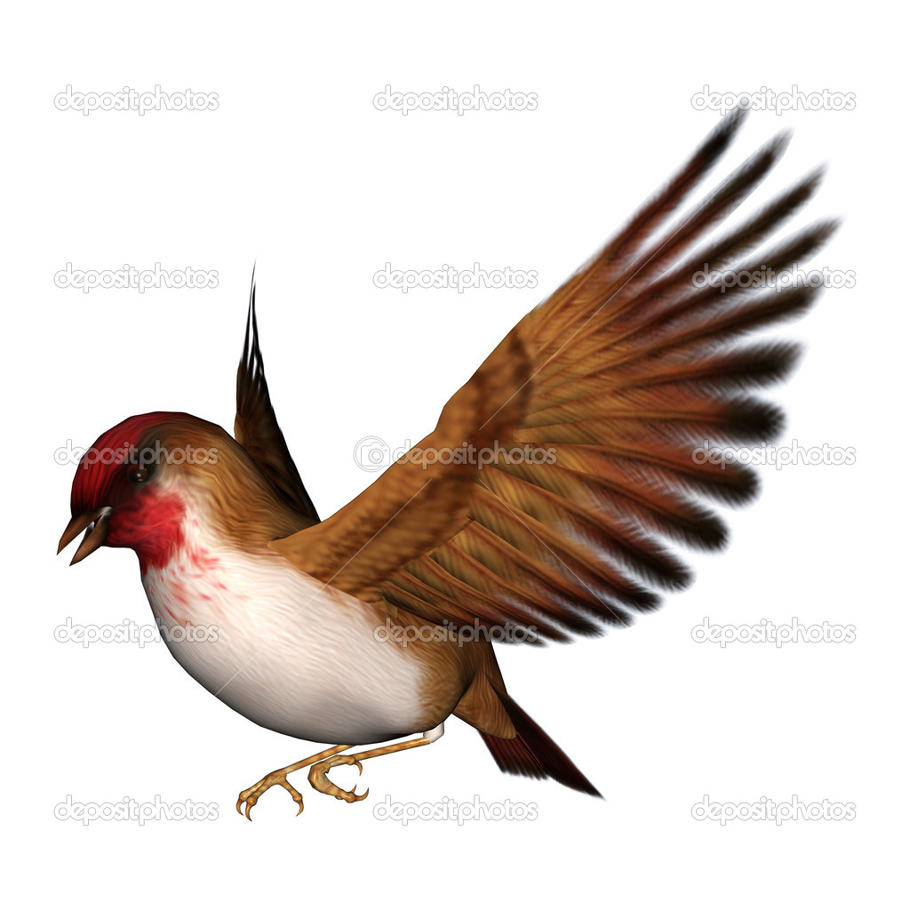 Songbird Scarlet Finch