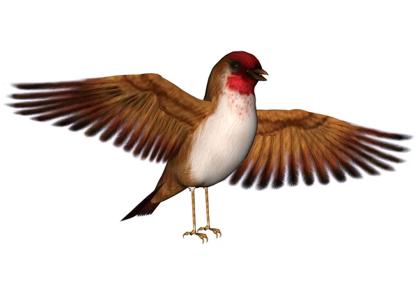 Scarlet Finch — Stok fotoğraf