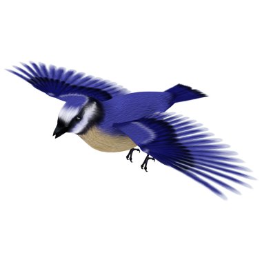 Florida jay kuş