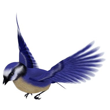 Florida jay kuş