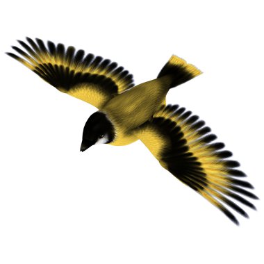 Flying Goldfinch Bird clipart