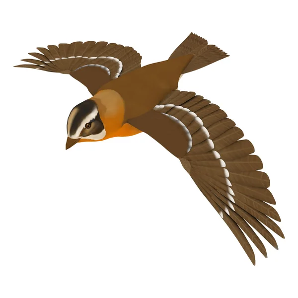 Grosbeak fågel — Stockfoto